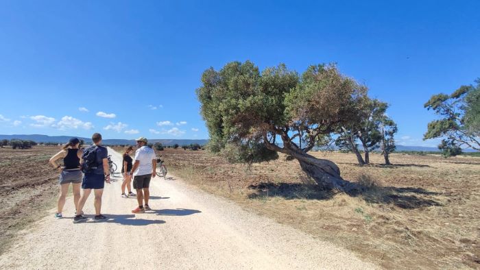 Hiking Secular Olive Plains